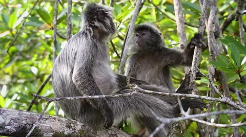 Silver Leaf Monkey or Langur socializing in a tree in the jungles of Borneo. Video stock 32550528