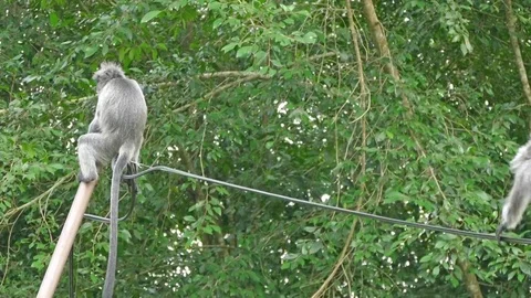 Silver Leaf Monkey Or Langur In Bukit Malawati Of Kuala Selangor Stock Footage 72517486
