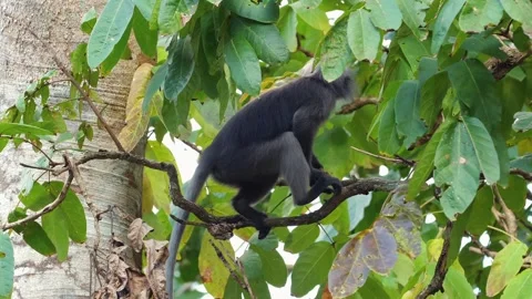 Silver leaf monkey perched on tree branch in natural habitat. Wildlife and Stock Footage 264145725