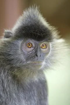 Silver leaf monkey Stock Photos