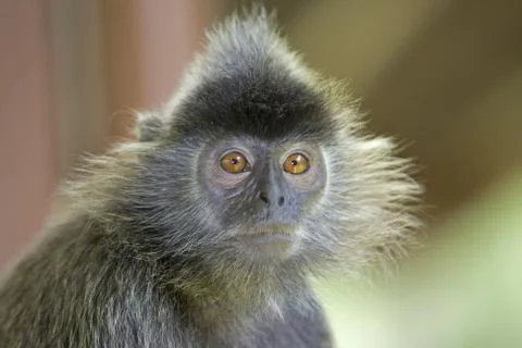 Silver leaf monkey Stock Photos