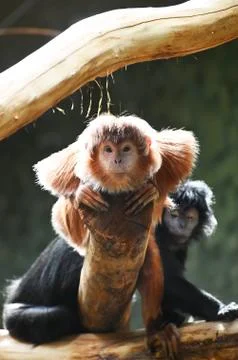 Silver leaf monkey Stock Photos