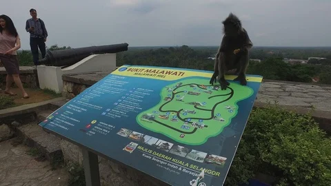 Silver leaf monkey sit at the map signboard at Bukit Melawati. Stock Footage 120974872