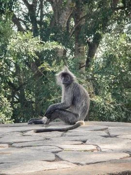 Silver Leaf Monkey Sitting on Stone Wall with Lush Green Background Stock Photos