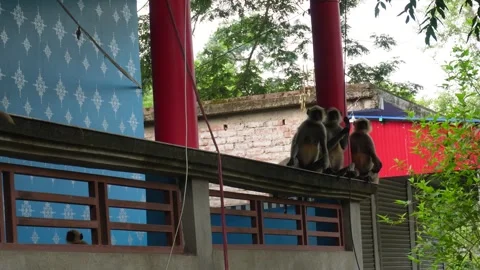 Silver leaf monkeys Stock Footage 342255840