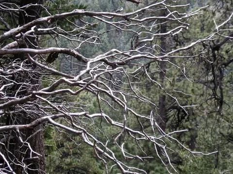 Silver limbs reaching out from bare tree Stock Photos