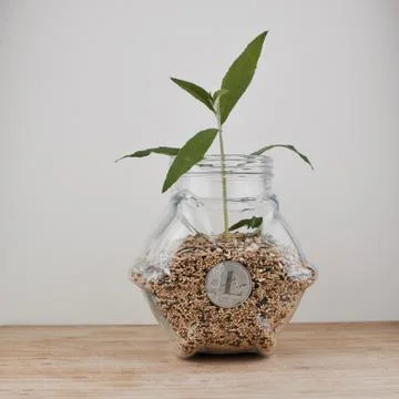 Silver Litecoin plant Stock Photos