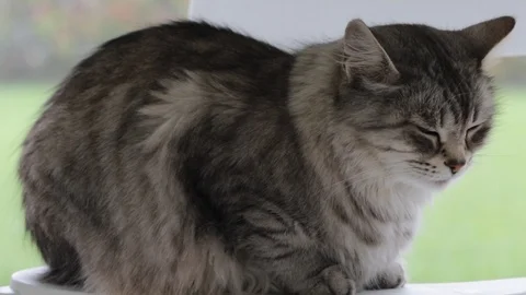 Silver long haired cat in relax on the chair, siberian purebred female Vídeo Stock 106949311