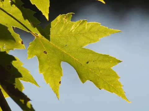 Silver Maple (Acer saccharium) Leaf Stock Photos