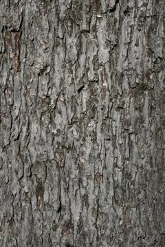 Silver maple bark Stock Photos