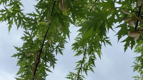 Silver maple branches with green leaves against the cloudy sky Stock Footage 311113656