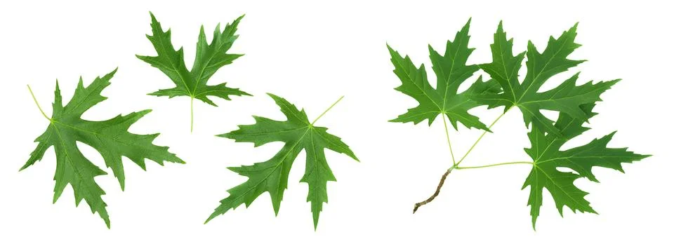 Silver maple leaf isolated on a white background. Top view. Flat lay Stock Photos