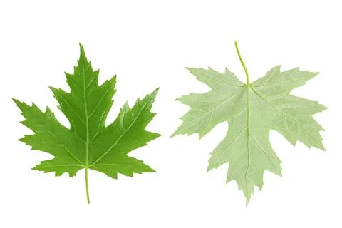 Silver maple leaf isolated on a white background. Top view. Flat lay Stock Photos
