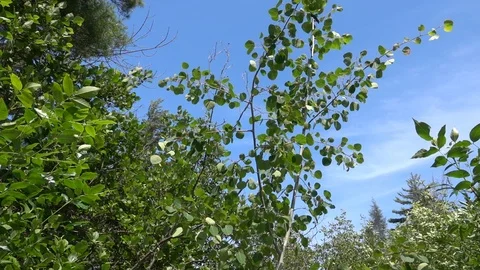 Silver Maple leaves Stock Footage 124493472