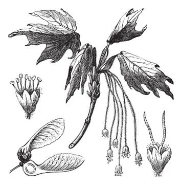Silver Maple or Creek Maple or River Maple or Silverleaf Maple or Soft Maple イラスト素材