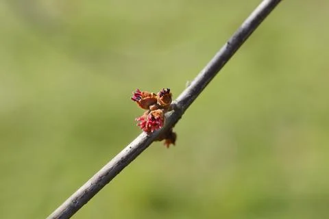 Silver maple Stock Photos