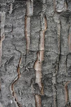 Silver maple 스톡 사진