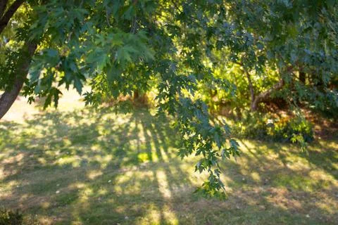 Silver Maple with Sun and Shadows Stock-Fotos