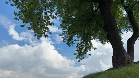 Silver maple tree against sky with clouds. Stock Footage 336332122