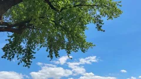 Silver maple tree green leaves swaying against blue sky Stock Footage 343777016