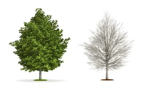 Silver maple tree. Stock Illustration