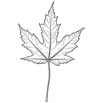 Silver maple tree leaf outline, silhouette, vector illustration. Coloring page. Stock Illustration