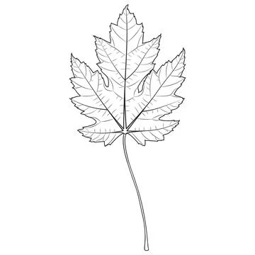 Silver maple tree leaf outline, silhouette, vector illustration. Coloring page. Stock Illustration