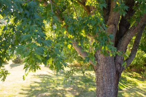 Silver Maple Tree in Summer Stock Photos