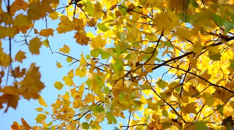 Silver maple tree with yellow leaves Video stock 4739247