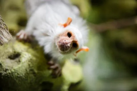 Silver marmoset looking at the camera. Stock-Fotos
