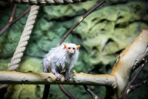 Silver marmoset looking at the camera. Foto stock