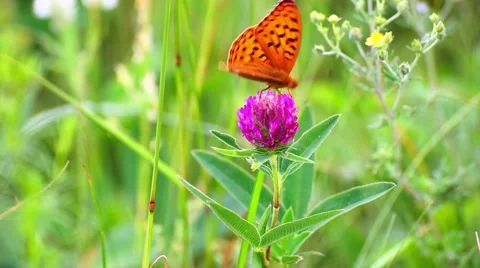 Silver Meadow Fritillary. Stock Footage 51489161