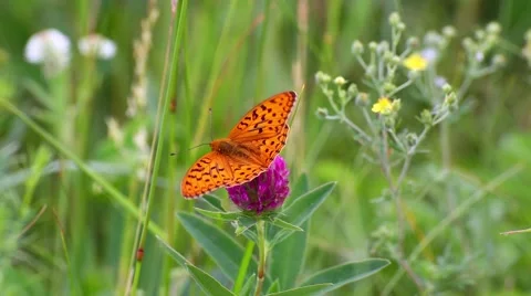 Silver Meadow Fritillary. Stock Footage 51489205