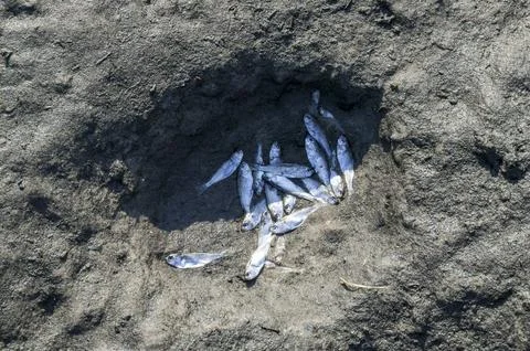 Silver Minnows Stock Photos