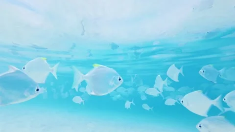 Silver Moonfish Drifting in Rippling Turquoise Surface Water Stock Footage 331135491