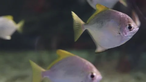 Silver Moony fish Monodactylus argenteus swimming in a saltwater aquarium. .. Видео 341096413