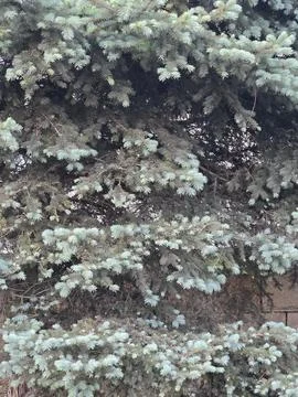 Silver needles on blue spruce tree branches. Stock Photos