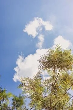 Silver Oak tree with cloud and blue sky background. Foto stock