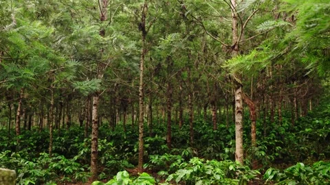 Silver Oak tree farm with coffee tree plantation 库存影片 253346304