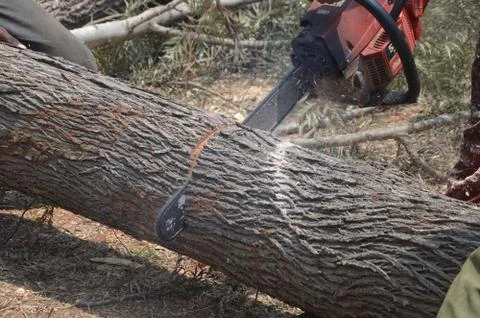 Silver Oak tree Stock-Fotos