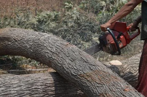 Silver Oak tree Photos