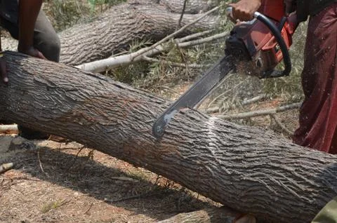 Silver Oak tree Foto stock