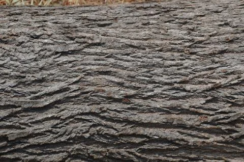 Silver oak tree Photos