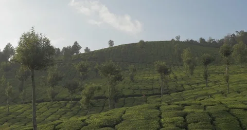 Silver oaks and tea fields in the afternoon light Stock Footage 120054411