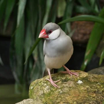 Silver (opal) colored java sparrow perched on the stone Stock Photos