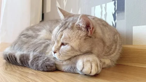 Silver or grey Scottish Fold Cat sleeps or has a nap timelapse. High quality Stock Footage 235761467