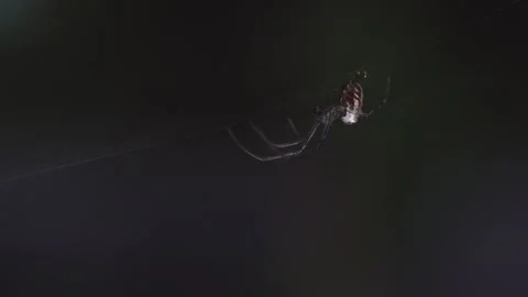 Silver Orb Weavinf Spider 01 스톡 동영상 332626306
