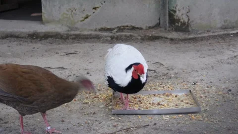 Silver pheasant Bird closeup Stock Footage 292514089
