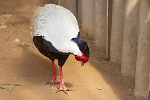 Silver pheasant Close-up Stock Photos
