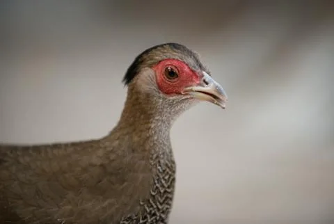 Silver Pheasant Female, Side View Stock Photos